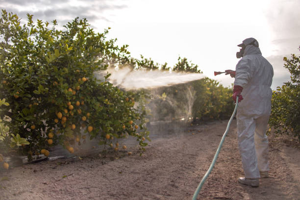 Best Wasp Removal Services  in East Niles, CA