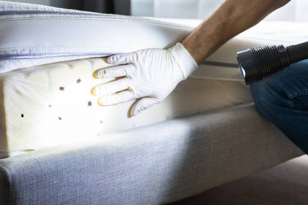 Wasp Removal Services in East Niles, CA