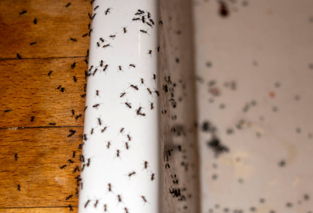 East Niles, CA Pest Control Company
