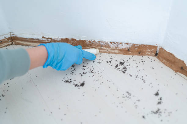 Best Ant Control Services  in East Niles, CA